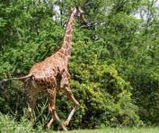 How a Giraffe, Death & 1 Simple Principle Built an MLM Success
