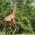 How a Giraffe, Death & 1 Simple Principle Built an MLM Success