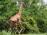 How a Giraffe, Death & 1 Simple Principle Built an MLM Success